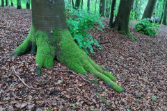 Anlage-19